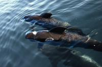 Whale