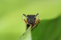 Ant Head