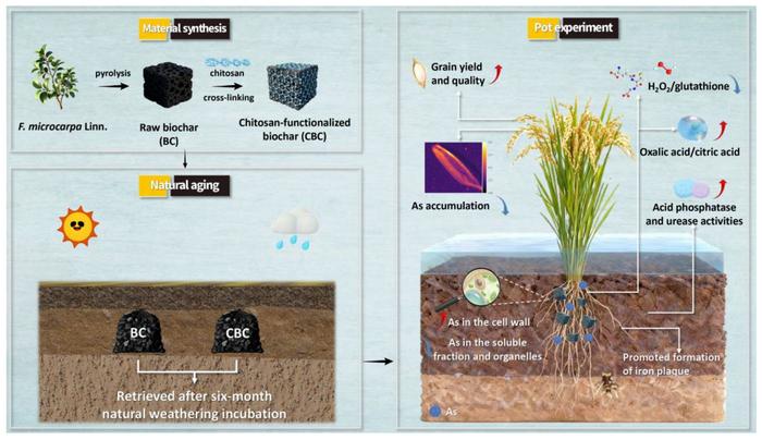 Chitosan-functionalized biochar modulates arsenic speciation, distribution, and stress tolerance during rice growth in contaminated paddy systems: role of natural aging