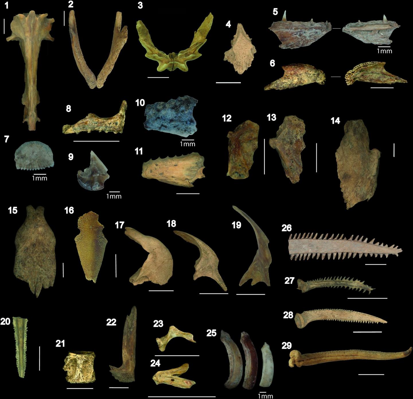 Ancient Fish Ponds in the Bolivian Savannah Supported Human Settlement
