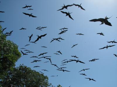 Frigatebirds