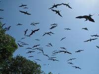 Frigatebirds