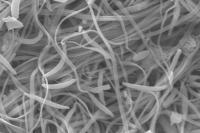 Echinogammarus marinus sperm