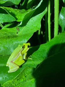 Green Tree Frogs