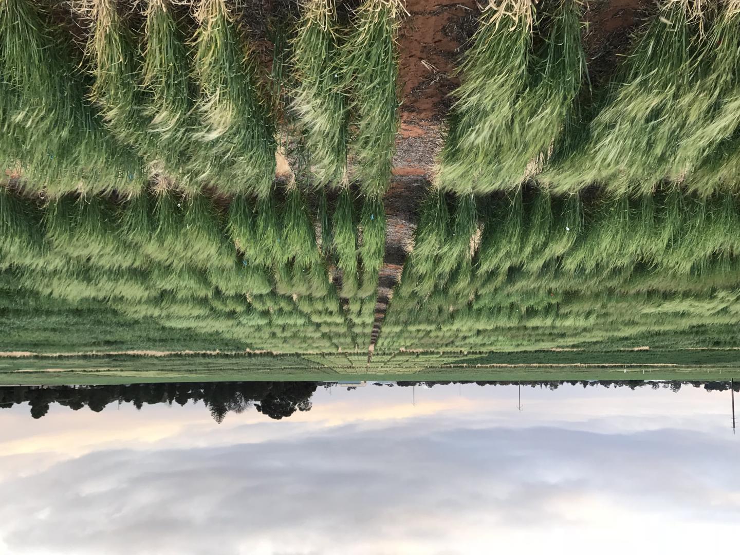 Frost-Damaged Barley