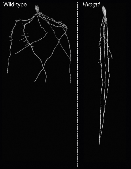Root architecture