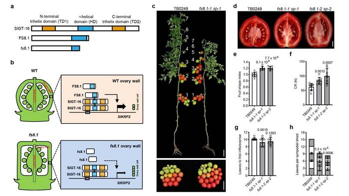 Cloning, functional analysis and breeding application of fs8.1