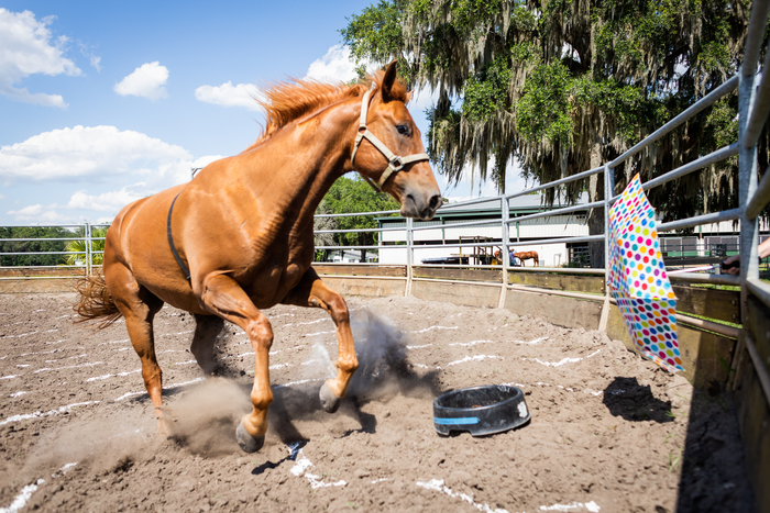 Equine genetics