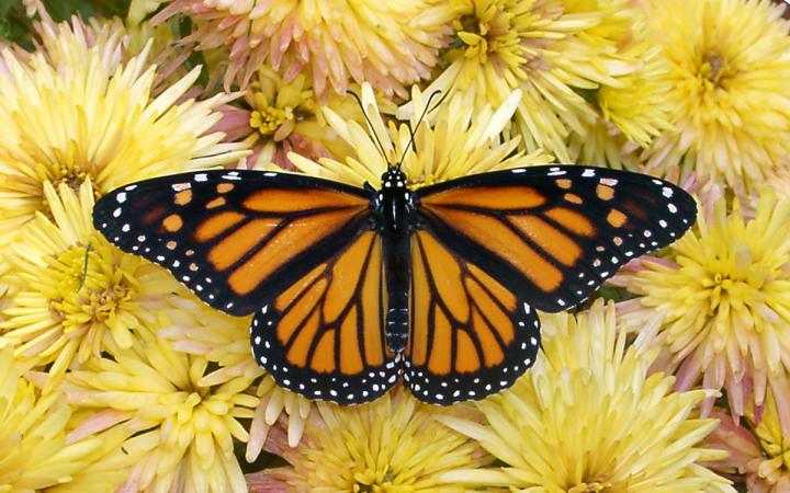 Monarch Butterfly