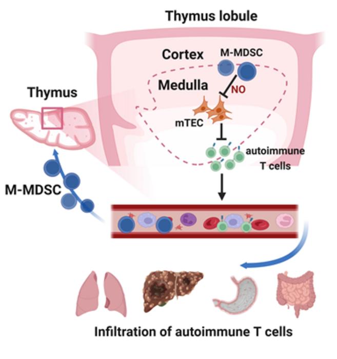 M-MDSCs from circulation of HCC induce mTEC apoptosis and lead to autoimmune T cells infiltration in tumor-free organs.