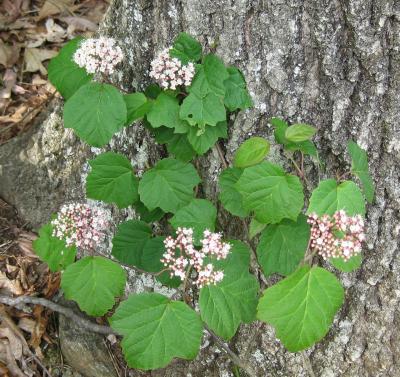 New Native Shrubs