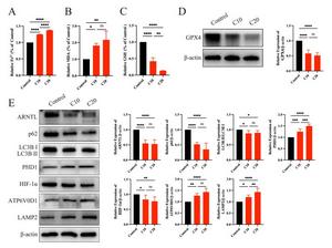 Chlorpyrifos exposure promoted ferroptosis in the testes by activating clockophagy.