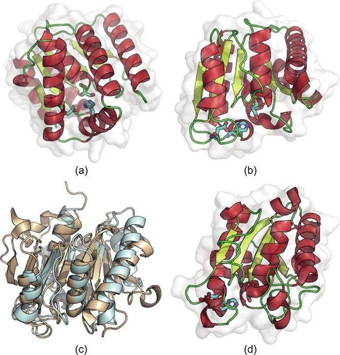 AlphaFold-predicted structures of selected de novo designed PET hydrolases in comparison with their naturally evolved counterparts.