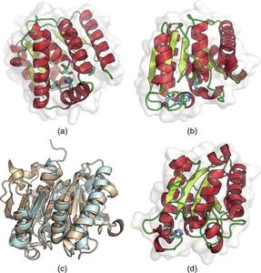 AlphaFold-predicted structures of selected de novo designed PET hydrolases in comparison with their naturally evolved counterparts.