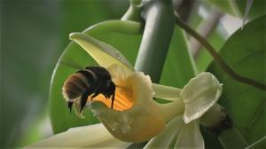 Vanilla pompona flower