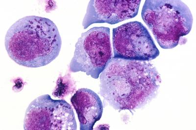 Human Herpesvirus 6