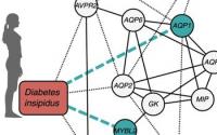 Diabetes Insipidus Diagram