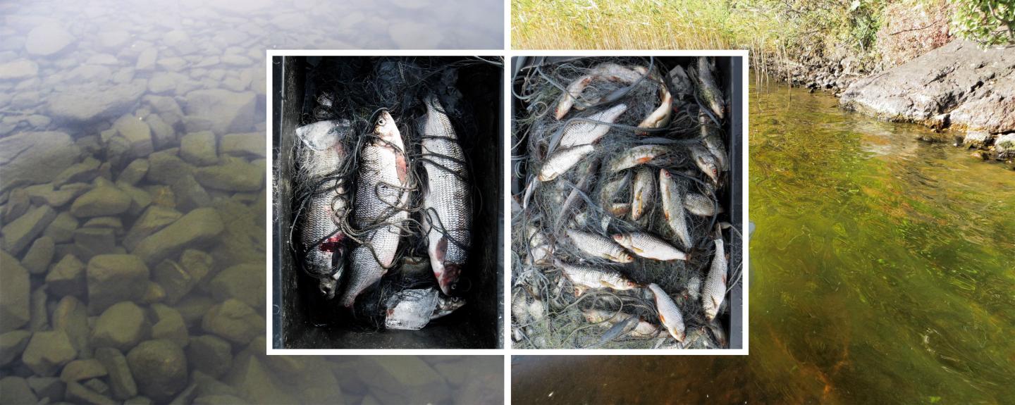 Fish Communities Are Changing