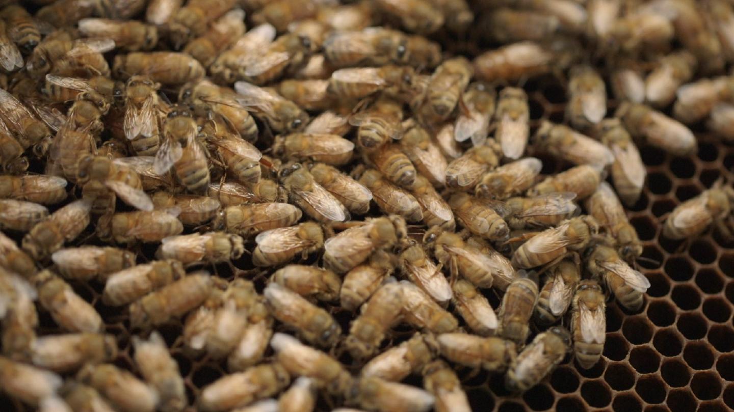 Honeybees