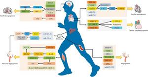 Exercise-Induced Angiogenesis and Lymphangiogenesis: Molecular Mechanisms and Organ-Specific Benefits