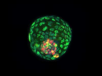 Salk Science Image