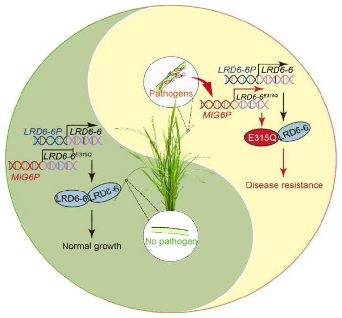 Inducible expression of LRD6-6E315Q improves disease resistance without compromising yield.