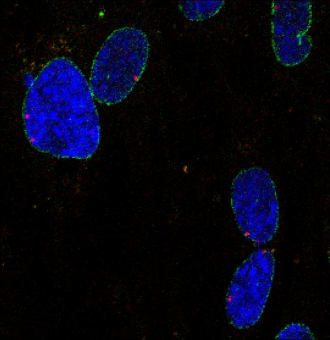 Salk Scientists Discover that Nuclear Pore Components Regulate Expression of Cell Identity Genes