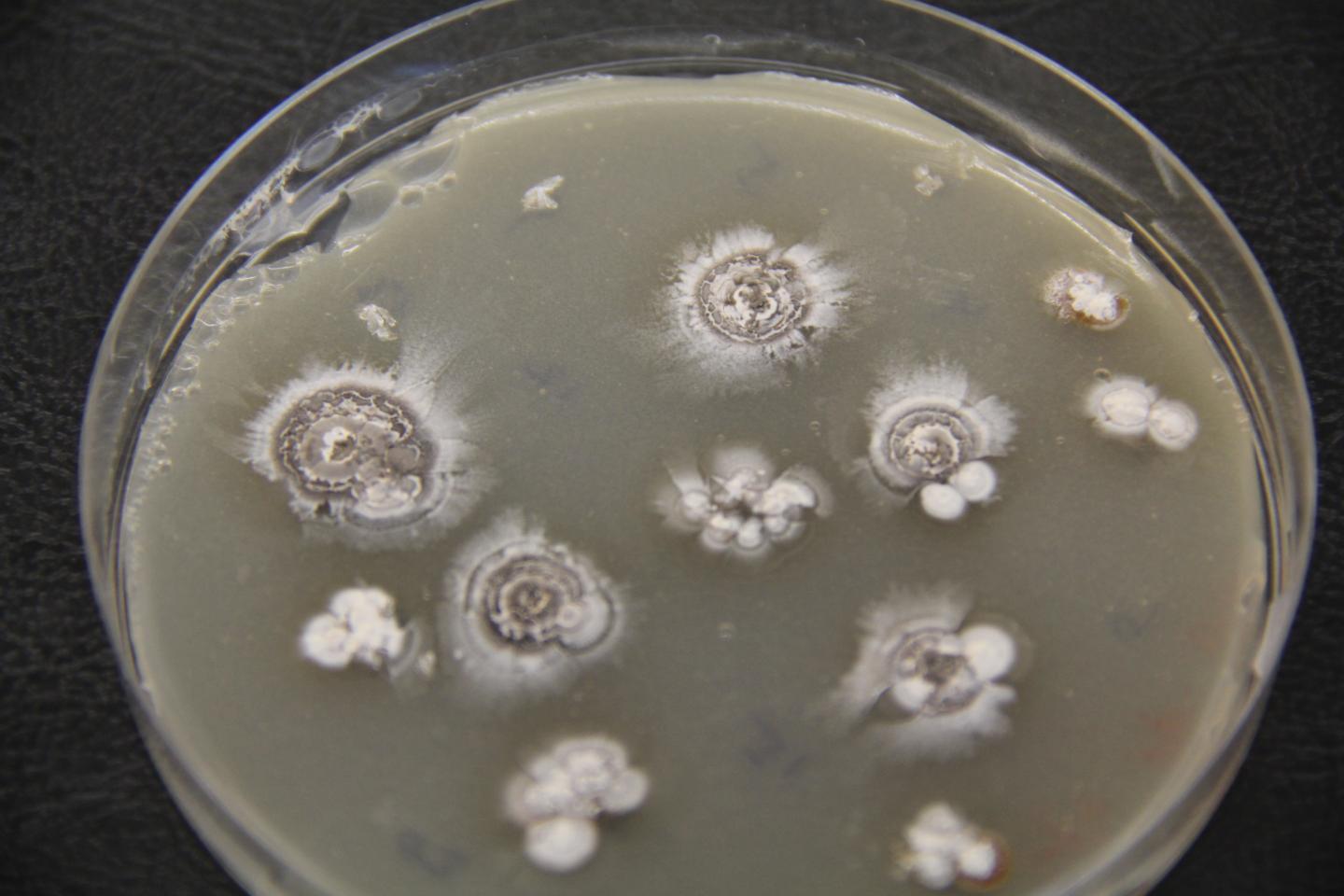 Soil-Dwelling Bacteria