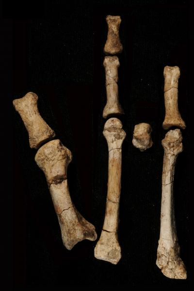 Hominin