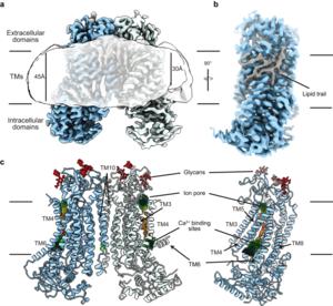 Cryo-EM density of TMEM16F dimer
