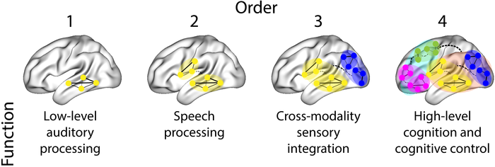 Brain network interactions organized into fractals.