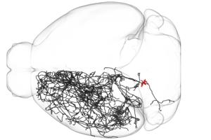 Longest Neuron