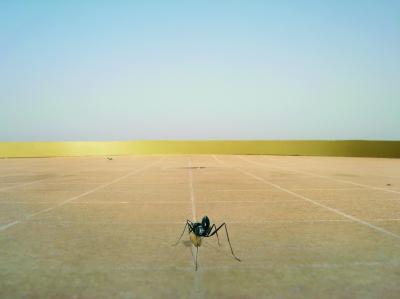 Ant Navigation