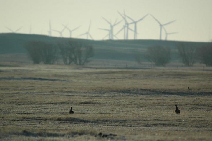 Prairie-Chickens and Wind Energy