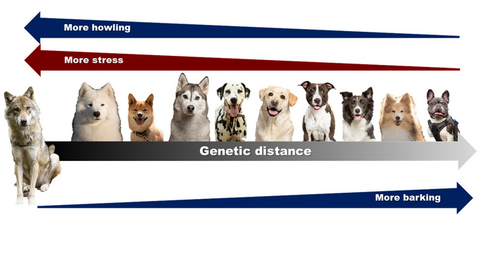 Dogs' howling research