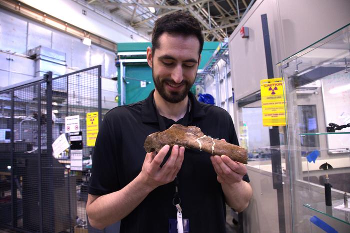 T. rex rib bone