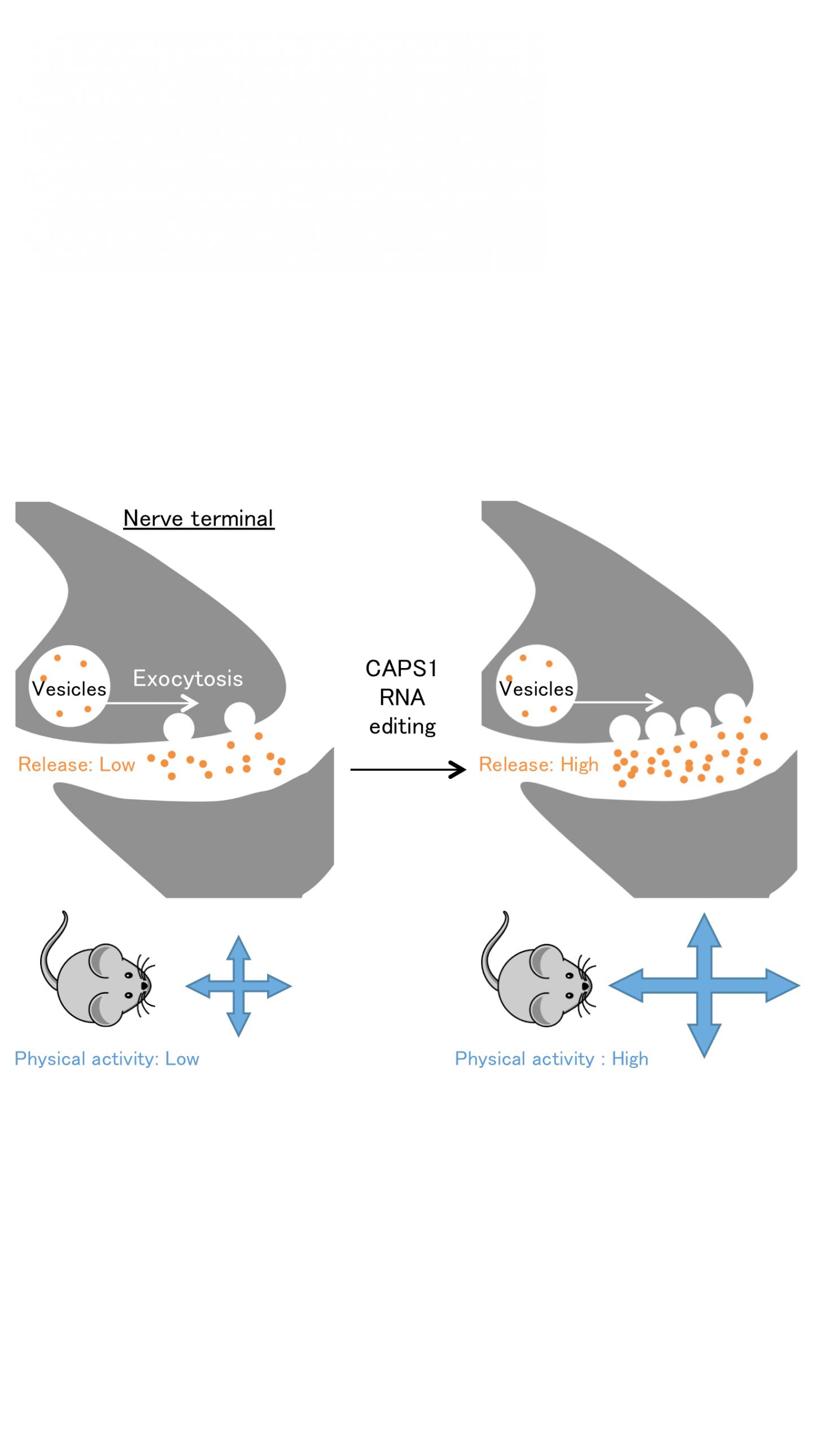 RNA Editing of CAPS1