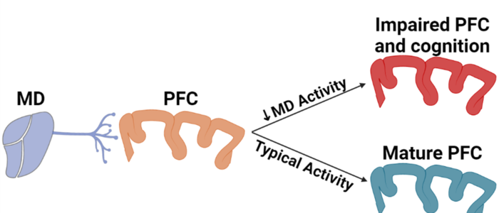 Thalamus Inhibition