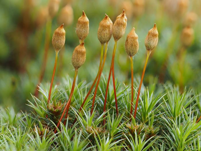 Sporophyte offspring - image 1