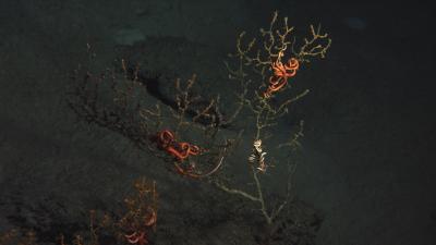 New Research Reveals Deep-Ocean Impact of the <i>Deepwater Horizon</i> Explosion (2 of 3)