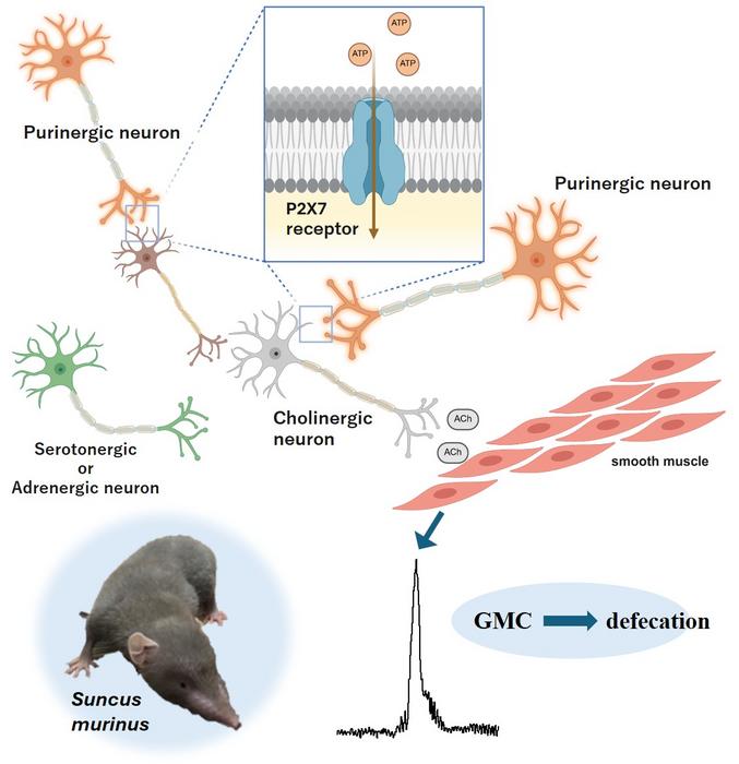 P2X7 Receptor–Mediated Colonic Motility Mechanism Driving Defecation-Inducing Strong Contractions by ATP
