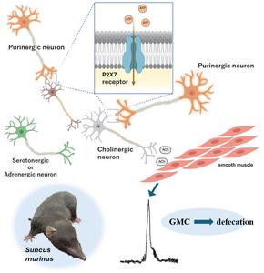 P2X7 Receptor–Mediated Colonic Motility Mechanism Driving Defecation-Inducing Strong Contractions by ATP