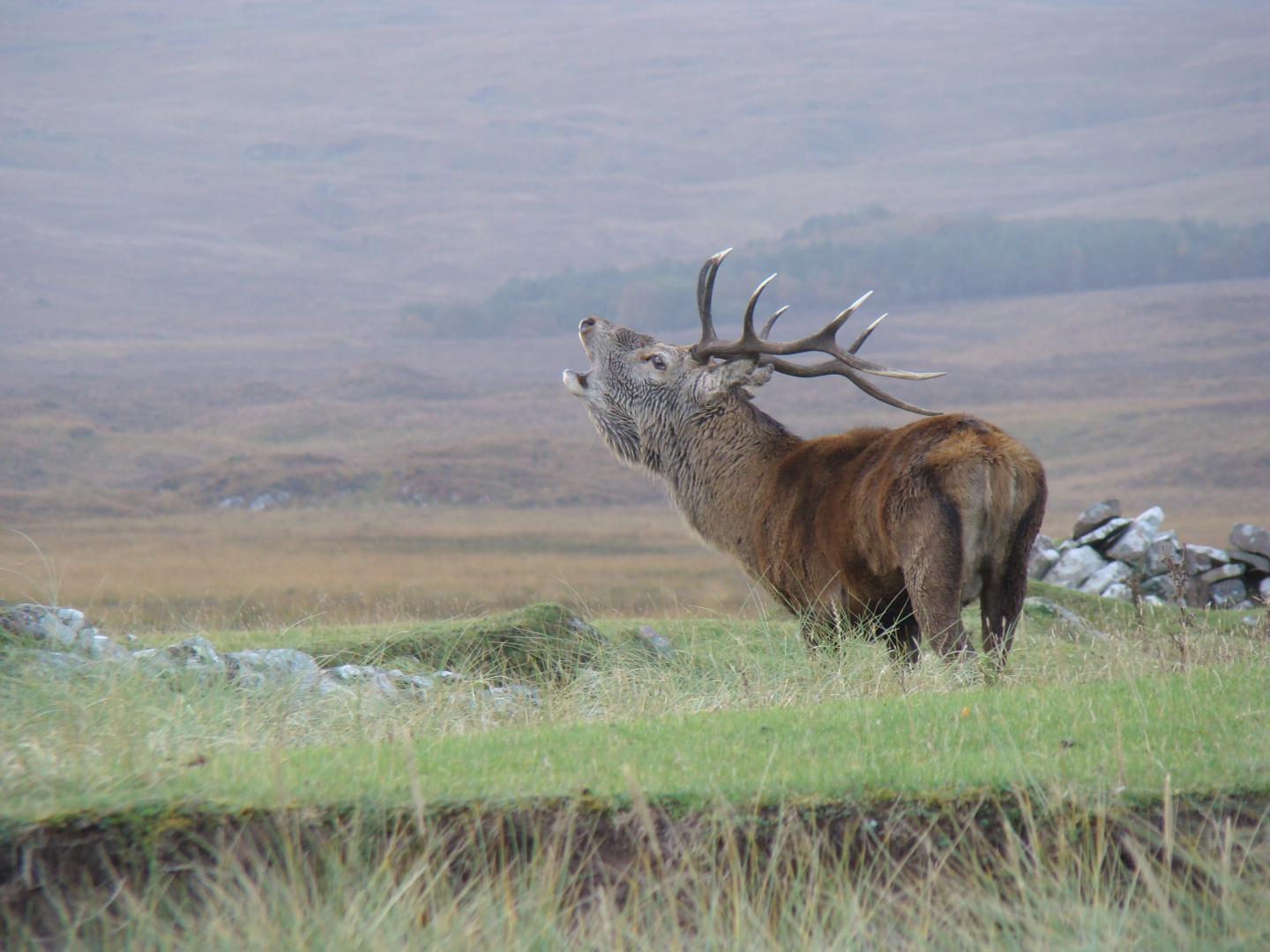 Roaring Stag