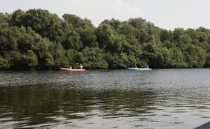 Ajman mangroves