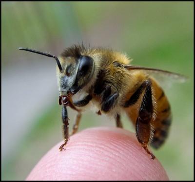 Clever Honeybee