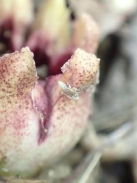 Flower Attracts Insects by Pretending to be a Mushroom (Fig 3