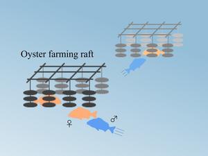 Observed reproductive behavior of male and female black sea bream