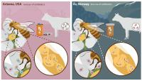 Antibiotic Use in Farming and Human Health Leads to Bacteria Acquiring Resistance