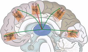 Apical hypercontextualisation leads to increased global distribution of cortical information.