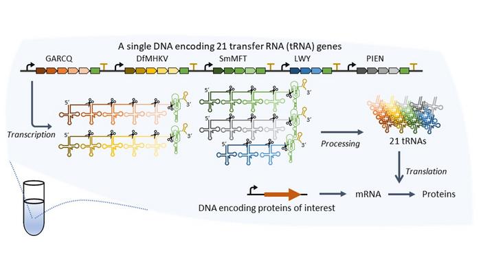21 tRNA are synthesized through transcription and processing and used for translation of proteins of interest